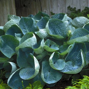 Hosta Abiqua Drinking Gourd - Hartlelie