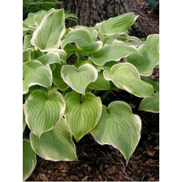 Hosta Fragrant Bouquet - Hartlelie