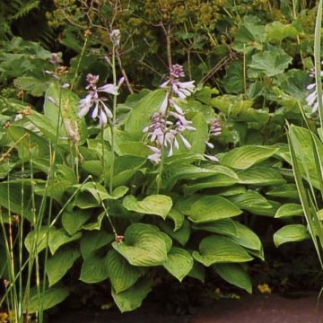 Hosta Sum and Substance - Hartlelie
