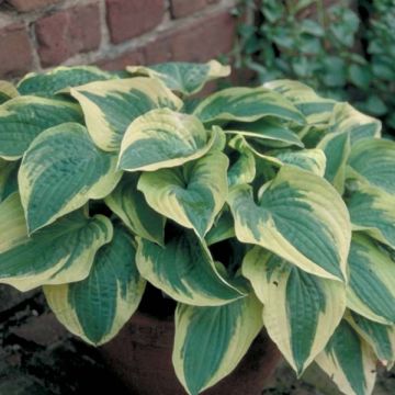 Hosta Wide Brim - Hartlelie
