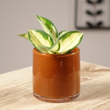 Hoya carnosa Tricolor - Wasbloem