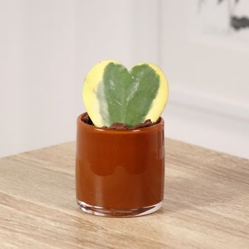 Hoya kerrii Variegata - Hartjesplant