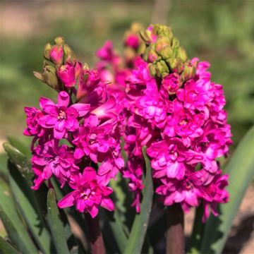 Hyacint Rood Diamond - Hyacinthus orientalis