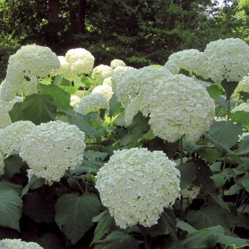 Sneeuwballenhortensia Strong Annabelle Incrediball