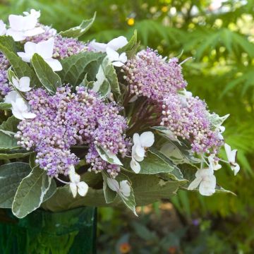 Hydrangea macrophylla LightoDay - Schermhortensia
