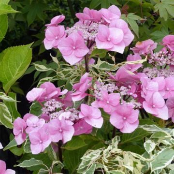 Hydrangea macrophylla Zorro - Schermhortensia roze