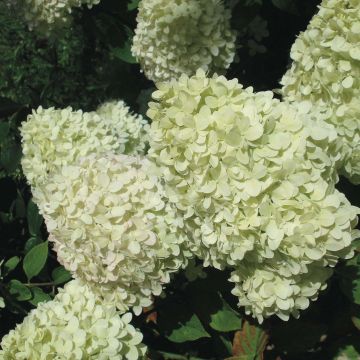 Hydrangea paniculata Limelight - Pluimhortensia