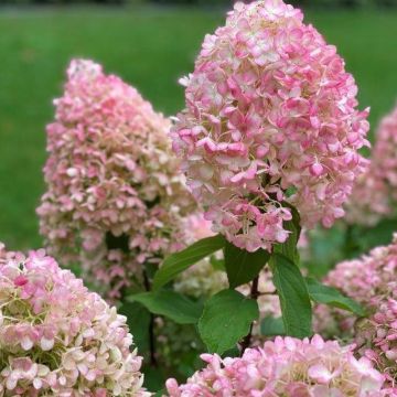 Hydrangea paniculata Pinkachu - Pluimhortensia