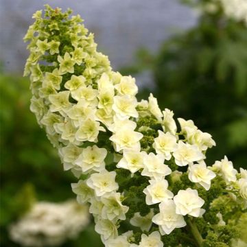 Hortensia met eikenblad - Hydrangea quercifolia 'Gatsby Star'