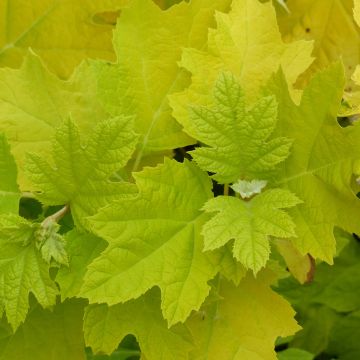 Hydrangea quercifolia Little Honey - Eikenbladhortensia