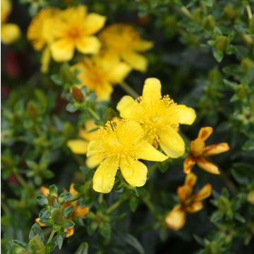 Hypericum kalmianum Gemo - Kalm's hertshooi