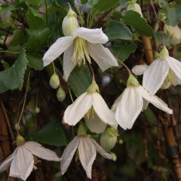 Clematis cirrhosa Jingle Bells - Groenblijvende bosrank
