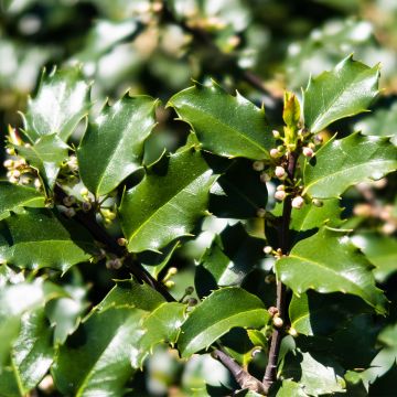 Ilex meserveae Heckenstar - Blauwe hulst