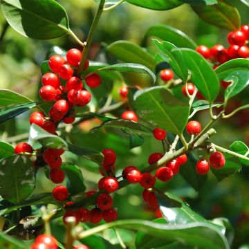 Ilex rotunda Red Dot - Hulst