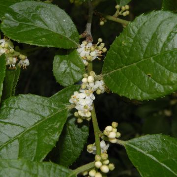 Ilex verticillata Southern Gentleman - Winterbes