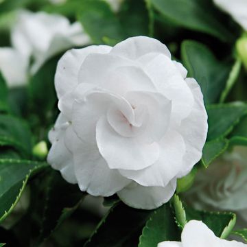 Impatiens walleriana Wit (zaad) - Vlijtig liesje dubbelbloemig