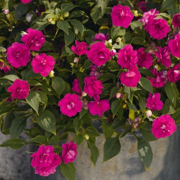 Impatiens walleriana Dubbel Donkerroze - Vlijtig liesje
