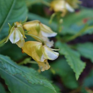 Impatiens omeiana Ice Storm - Vast vlijtig liesje