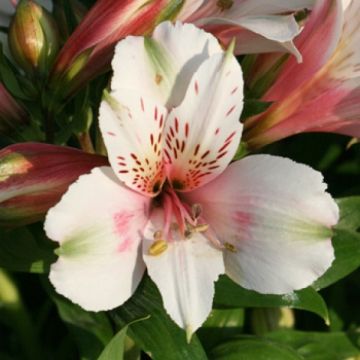 Alstroemeria Inticancha White Pink Heart - Incalelie