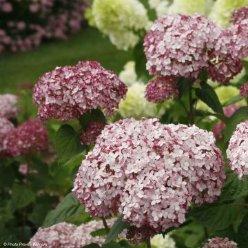 Hydrangea arborescens Sweet Annabelle - sneeuwballenhortensia