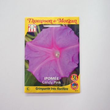 Ipomoea purpurea Candy Pink (zaad) - Klimmende winde