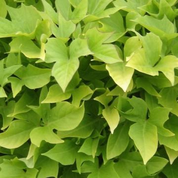 Ipomoea batatas Sweet Caroline Light Green - Zoete aardappel