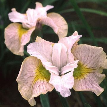 Iris sibirica Lemon Veil - Siberische iris