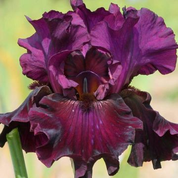 Iris germanica Raspberry Wine - Baardiris