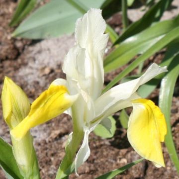 Iris bucharica - Gewei iris