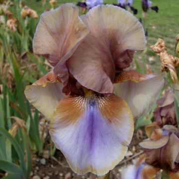 Iris germanica Burnt Toffee - Baardiris