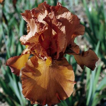Iris germanica Cable Car & Penny a Pinch - Baardiris