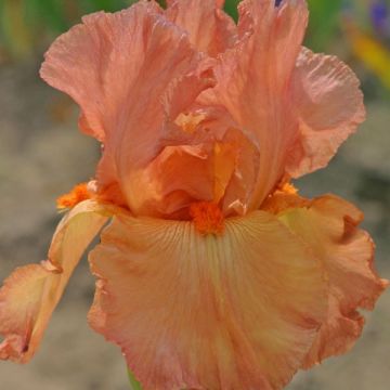 Iris germanica Copper Classic - Baardiris