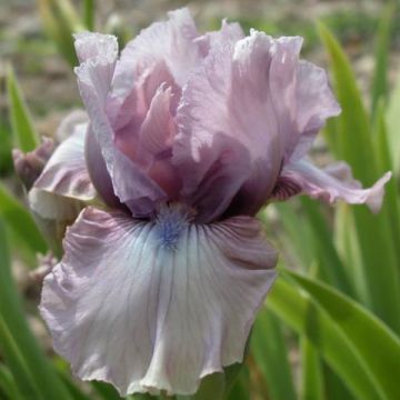 Iris germanica Donegal - Baardiris