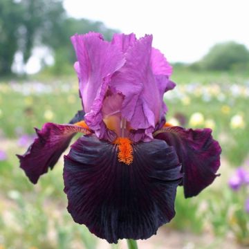 Iris germanica Fiery Temper - Baardiris