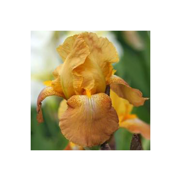 Iris germanica Casque d'Or - Baardiris