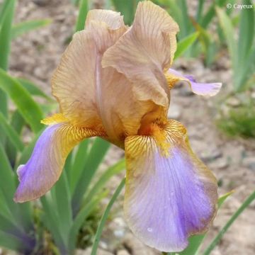 Iris germanica Evolution - Baardiris