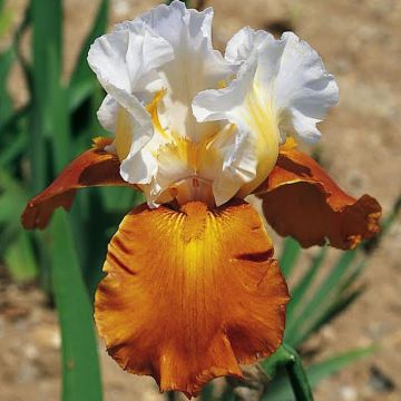 Iris germanica Fall Fiesta - Baardiris