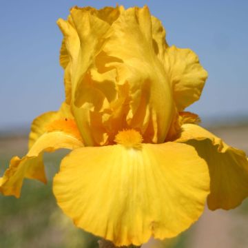 Iris germanica Gold Galore - Baardiris
