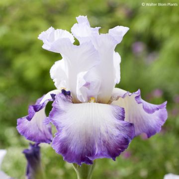 Iris germanica Pastel Printanier - Baardiris