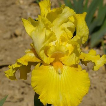 Iris germanica Golden Immortal - Baardiris