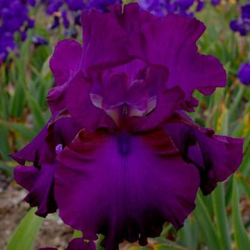 Iris germanica Gipsy Romance - Baardiris