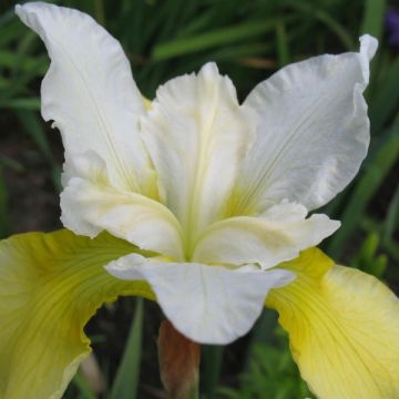 Iris sibirica Moon Silk - Siberische iris