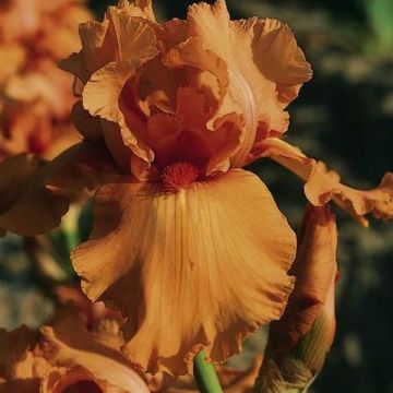 Iris germanica Orange Embers - Baardiris