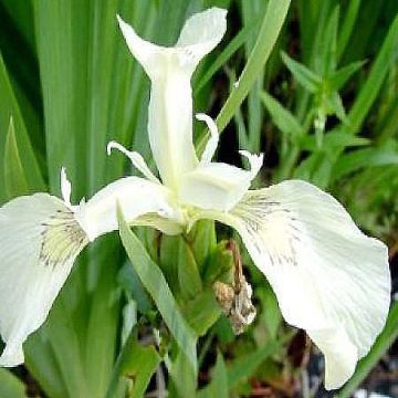 Iris pseudacorus Creme de la Creme - Gele lis