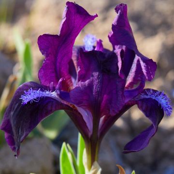 Iris pumila Jewel Baby - Dwergbaardiris