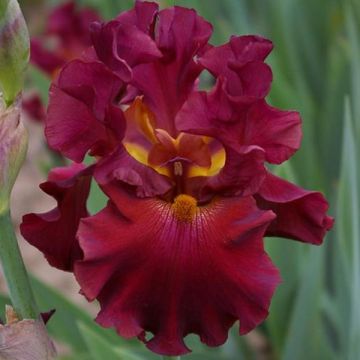 Iris germanica Rip City - Baardiris