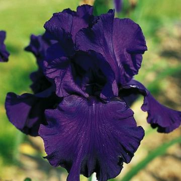 Iris germanica Royal Intrigue - Baardiris