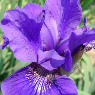 Iris sibirica Ruffled Velvet - Siberische iris