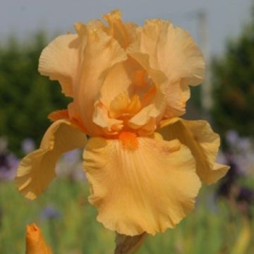 Iris germanica Skyfire - Baardiris