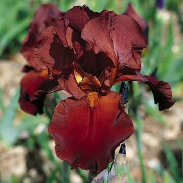 Iris germanica Vita Fire - Baardiris